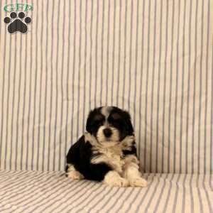Nick, Maltipoo Puppy